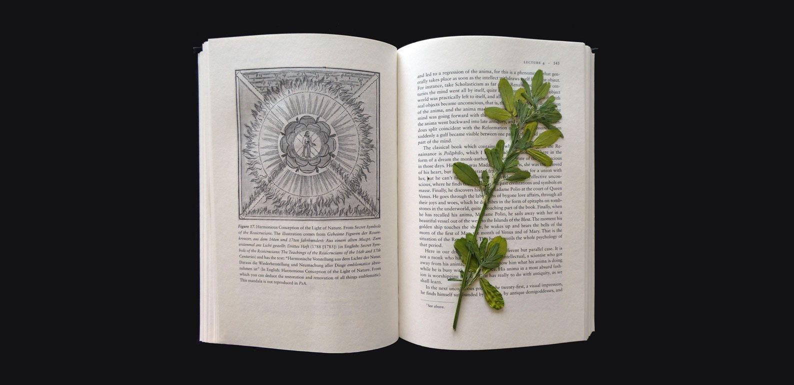 Suzanne Treister, Scientific Dreaming: a photographs of a wild flower from within the area of the Large Hadron Collider (LHC) at CERN, Geneva, and from the alpine meadows outside the CERN area, pressed inside pages of 'Dream Symbols of the Individuation Process: Notes of C. G. Jung's Seminars on Wolfgang Pauli's Dreams'
