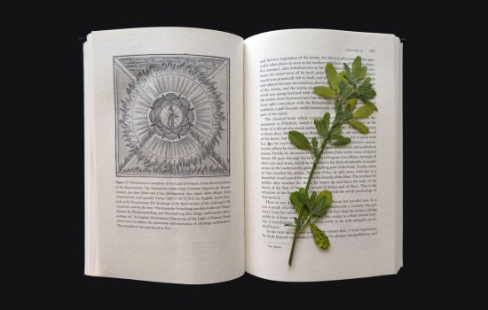 Suzanne Treister, Scientific Dreaming: a photographs of a wild flower from within the area of the Large Hadron Collider (LHC) at CERN, Geneva, and from the alpine meadows outside the CERN area, pressed inside pages of 'Dream Symbols of the Individuation Process: Notes of C. G. Jung's Seminars on Wolfgang Pauli's Dreams'